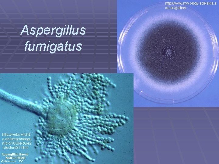 http: //www. mycology. adelaide. e du. au/gallery Aspergillus fumigatus http: //webs. wichit a. edu/mschneegu