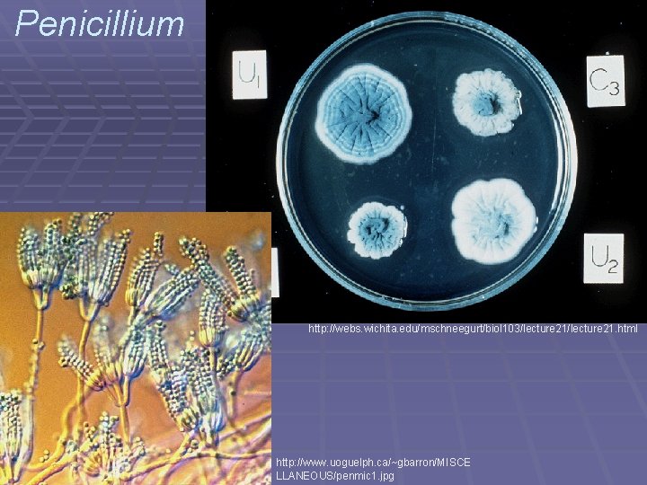 Penicillium http: //webs. wichita. edu/mschneegurt/biol 103/lecture 21. html http: //www. uoguelph. ca/~gbarron/MISCE LLANEOUS/penmic 1.