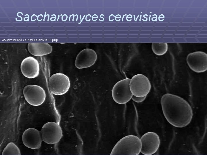 Saccharomyces cerevisiae www. zsdukla. cz/nature/article 86. php 