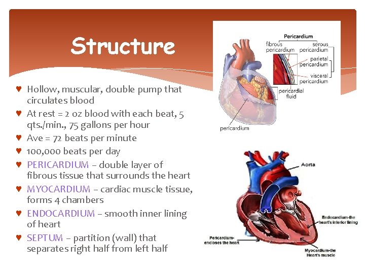 Structure ♥ Hollow, muscular, double pump that circulates blood ♥ At rest = 2