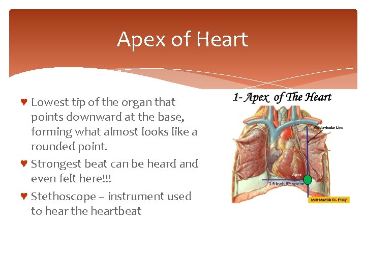 Apex of Heart ♥ Lowest tip of the organ that points downward at the