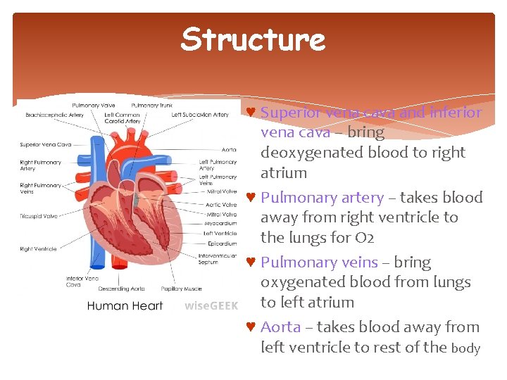 Structure ♥ Superior vena cava and inferior vena cava – bring deoxygenated blood to