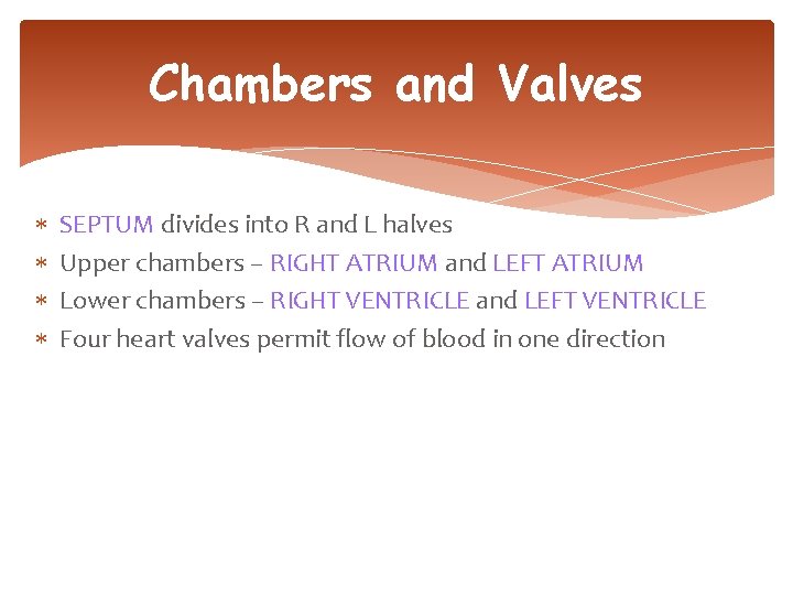 Chambers and Valves SEPTUM divides into R and L halves Upper chambers – RIGHT