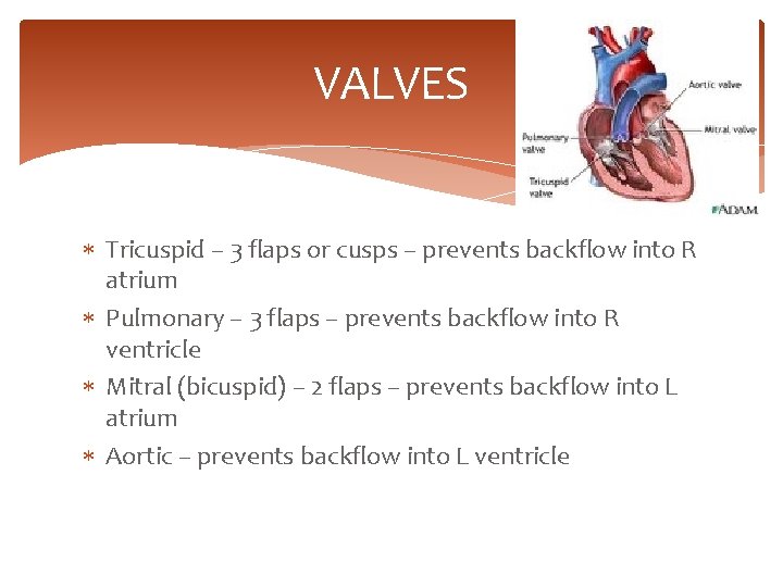THE CIRCULATORY SYSTEM Exercise Science Bell Work Vocabulary
