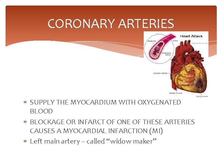 CORONARY ARTERIES SUPPLY THE MYOCARDIUM WITH OXYGENATED BLOOD BLOCKAGE OR INFARCT OF ONE OF