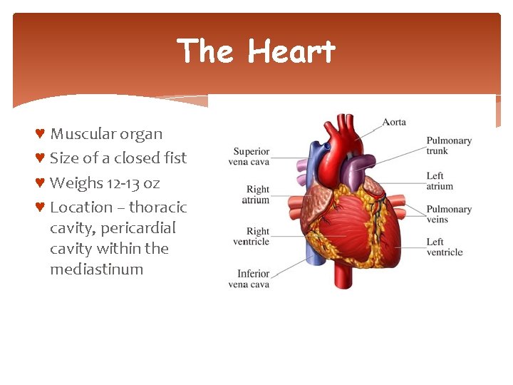 The Heart ♥ Muscular organ ♥ Size of a closed fist ♥ Weighs 12