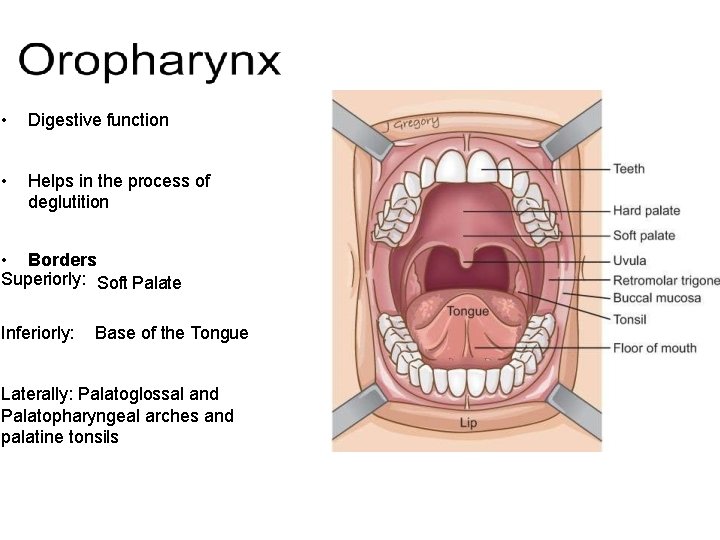 • Digestive function • Helps in the process of deglutition • Borders Superiorly:  • Digestive function • Helps in the process of deglutition • Borders Superiorly: