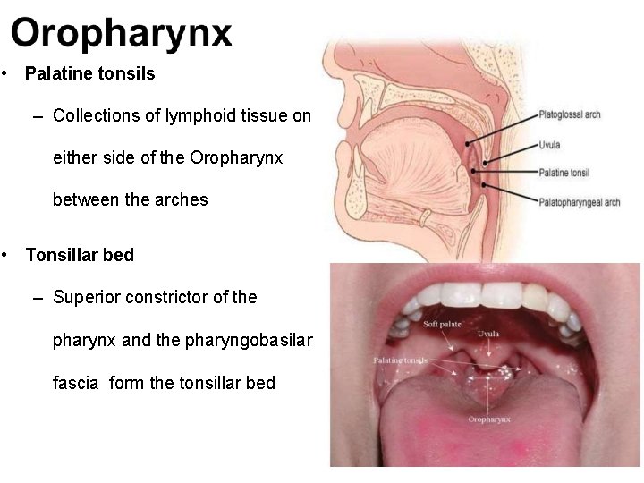 • Palatine tonsils – Collections of lymphoid tissue on either side of the  • Palatine tonsils – Collections of lymphoid tissue on either side of the