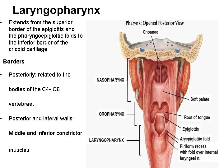 • • • Extends from the superior border of the epiglottis and the  • • • Extends from the superior border of the epiglottis and the