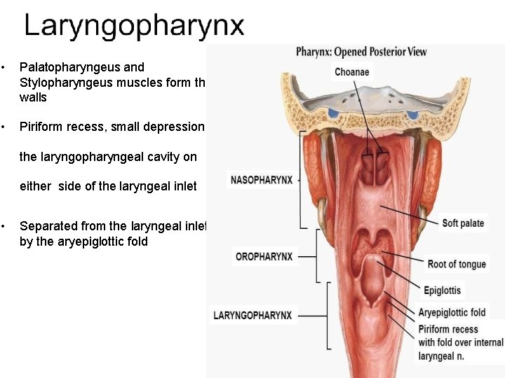 • Palatopharyngeus and Stylopharyngeus muscles form the walls • Piriform recess, small depression  • Palatopharyngeus and Stylopharyngeus muscles form the walls • Piriform recess, small depression