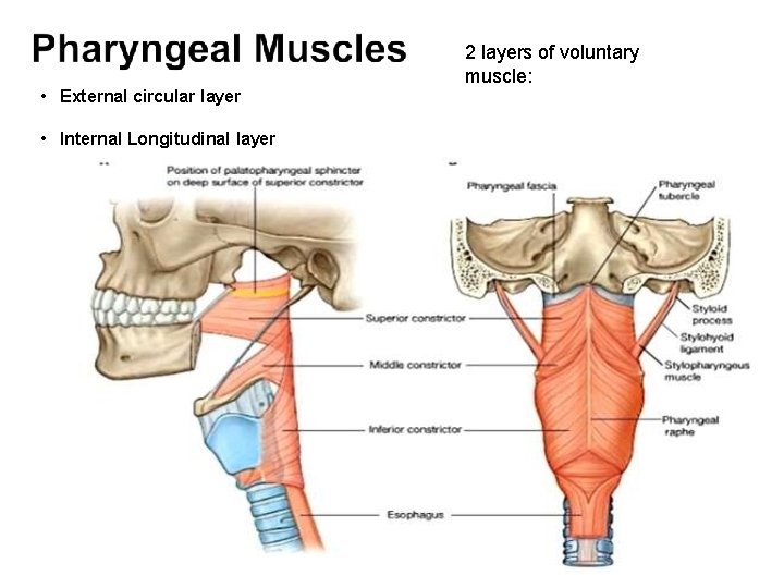 • External circular layer • Internal Longitudinal layer 2 layers of voluntary muscle:  • External circular layer • Internal Longitudinal layer 2 layers of voluntary muscle: