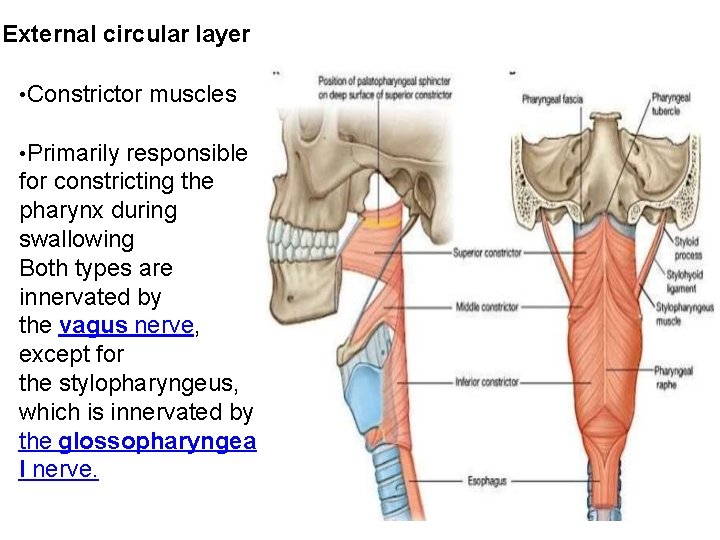 External circular layer • Constrictor muscles • Primarily responsible for constricting the pharynx during External circular layer • Constrictor muscles • Primarily responsible for constricting the pharynx during