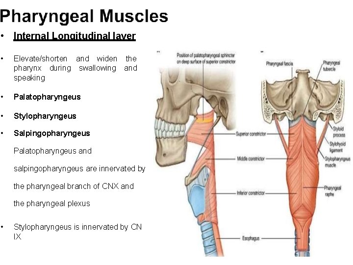 • Internal Longitudinal layer • Elevate/shorten and widen the pharynx during swallowing and  • Internal Longitudinal layer • Elevate/shorten and widen the pharynx during swallowing and