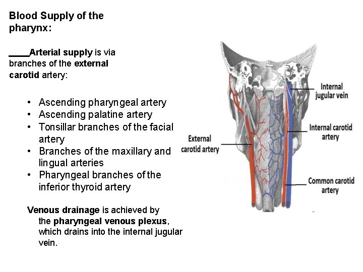 Blood Supply of the pharynx: Arterial supply is via branches of the external carotid Blood Supply of the pharynx: Arterial supply is via branches of the external carotid
