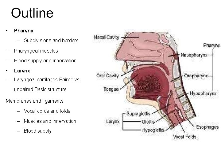 • Pharynx – Subdivisions and borders – Pharyngeal muscles – Blood supply and  • Pharynx – Subdivisions and borders – Pharyngeal muscles – Blood supply and