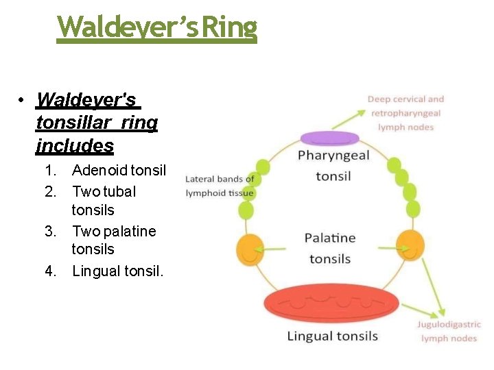 Waldeyer’s Ring • Waldeyer's tonsillar ring includes 1. Adenoid tonsil 2. Two tubal tonsils Waldeyer’s Ring • Waldeyer's tonsillar ring includes 1. Adenoid tonsil 2. Two tubal tonsils