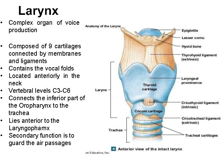 • Complex organ of voice production • Composed of 9 cartilages connected by  • Complex organ of voice production • Composed of 9 cartilages connected by