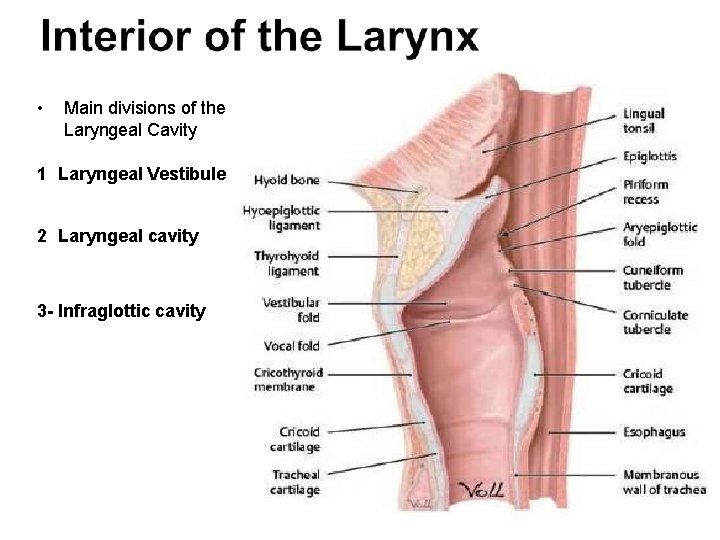 • Main divisions of the Laryngeal Cavity 1 Laryngeal Vestibule 2 Laryngeal cavity  • Main divisions of the Laryngeal Cavity 1 Laryngeal Vestibule 2 Laryngeal cavity