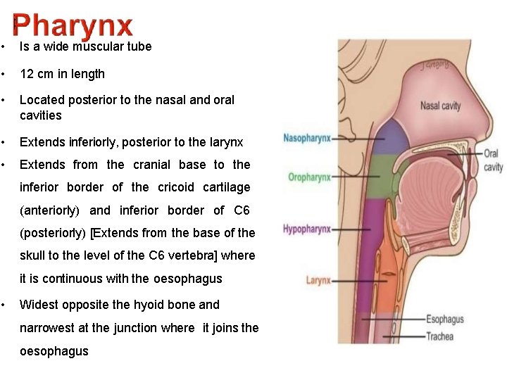 • Is a wide muscular tube • 12 cm in length • Located  • Is a wide muscular tube • 12 cm in length • Located