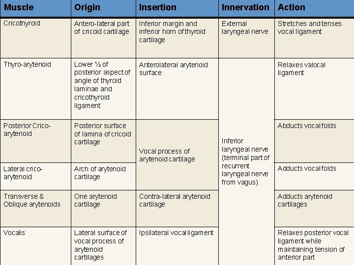 Muscle Origin Insertion Innervation Action Cricothyroid Antero-lateral part of cricoid cartilage Inferior margin and Muscle Origin Insertion Innervation Action Cricothyroid Antero-lateral part of cricoid cartilage Inferior margin and