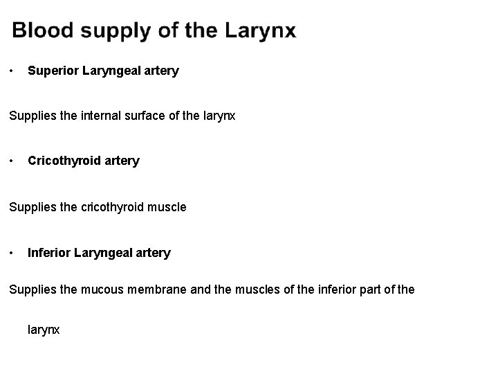 • Superior Laryngeal artery Supplies the internal surface of the larynx • Cricothyroid  • Superior Laryngeal artery Supplies the internal surface of the larynx • Cricothyroid