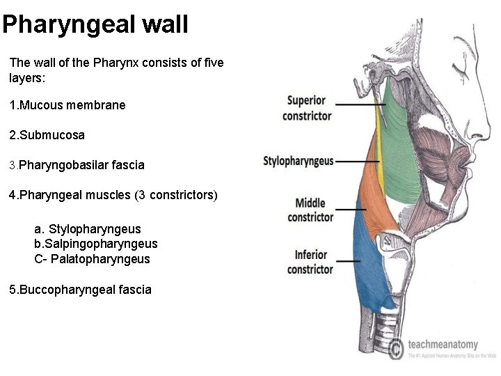 Pharyngeal wall The wall of the Pharynx consists of five layers: 1. Mucous membrane Pharyngeal wall The wall of the Pharynx consists of five layers: 1. Mucous membrane