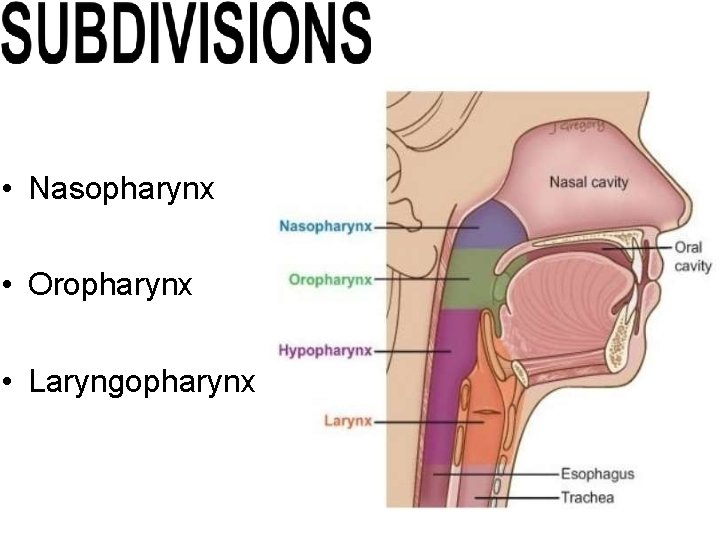 • Nasopharynx • Oropharynx • Laryngopharynx   • Nasopharynx • Oropharynx • Laryngopharynx