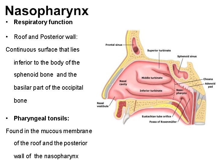 • Respiratory function • Roof and Posterior wall: Continuous surface that lies inferior  • Respiratory function • Roof and Posterior wall: Continuous surface that lies inferior
