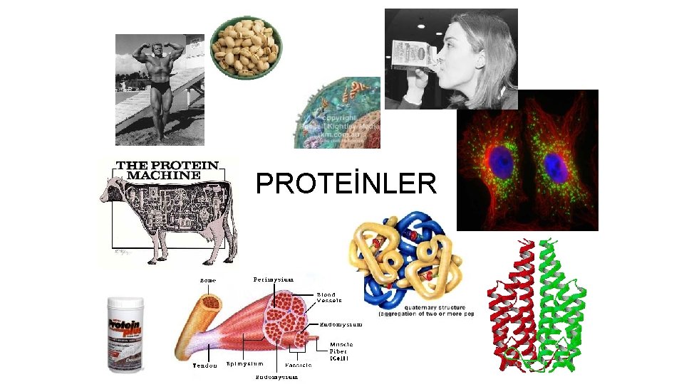 PROTEİNLER 