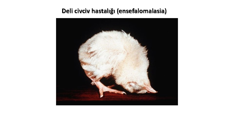 Deli civciv hastalığı (ensefalomalasia) 