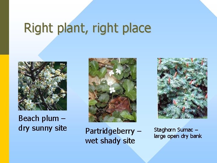 Right plant, right place Beach plum – dry sunny site Partridgeberry – wet shady