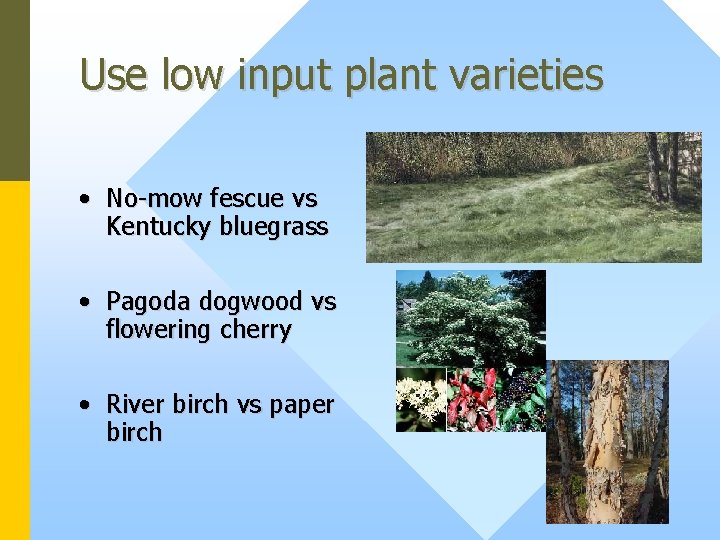 Use low input plant varieties • No-mow fescue vs Kentucky bluegrass • Pagoda dogwood