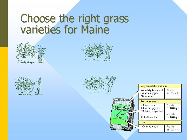 Choose the right grass varieties for Maine 