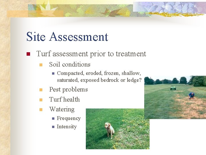 Site Assessment n Turf assessment prior to treatment n Soil conditions n n Compacted,