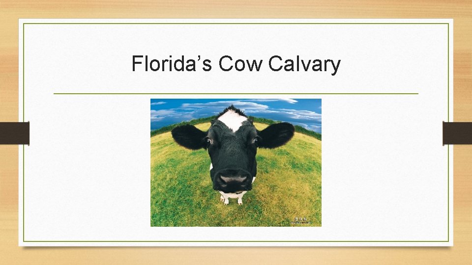 Florida’s Cow Calvary 