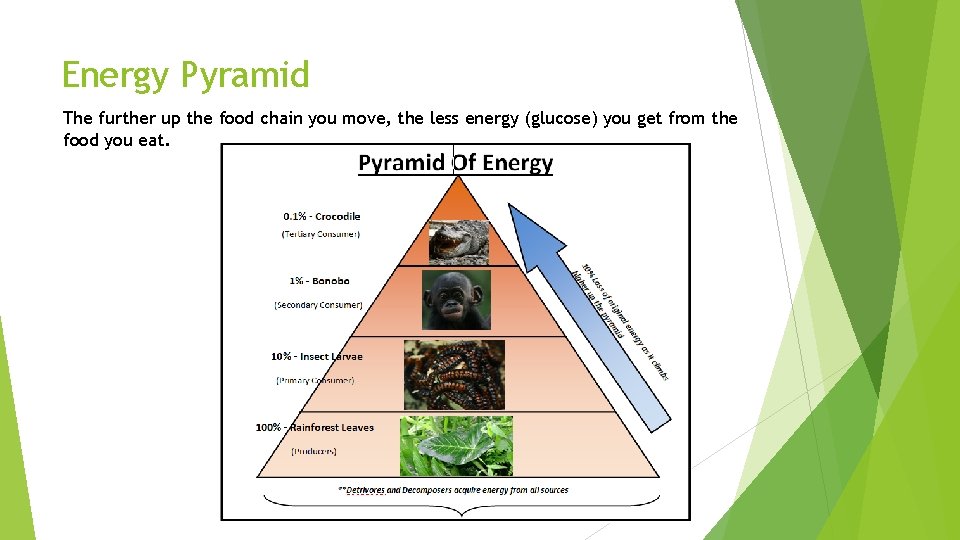 Energy Pyramid The further up the food chain you move, the less energy (glucose)