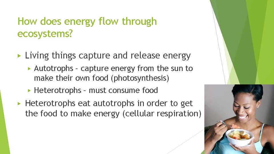 How does energy flow through ecosystems? ▶ ▶ Living things capture and release energy