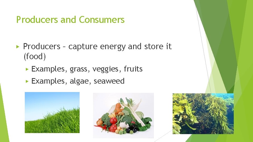 Producers and Consumers ▶ Producers – capture energy and store it (food) ▶ Examples,