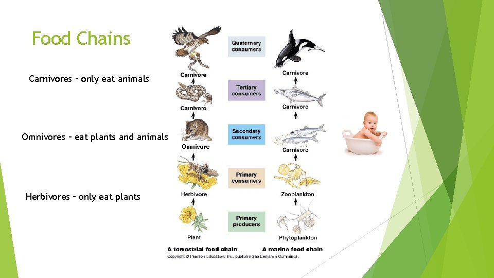 Food Chains Carnivores – only eat animals Omnivores – eat plants and animals Omnivore