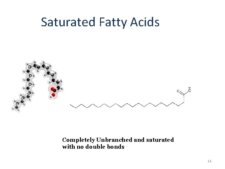 Saturated Fatty Acids Completely Unbranched and saturated with no double bonds 14 