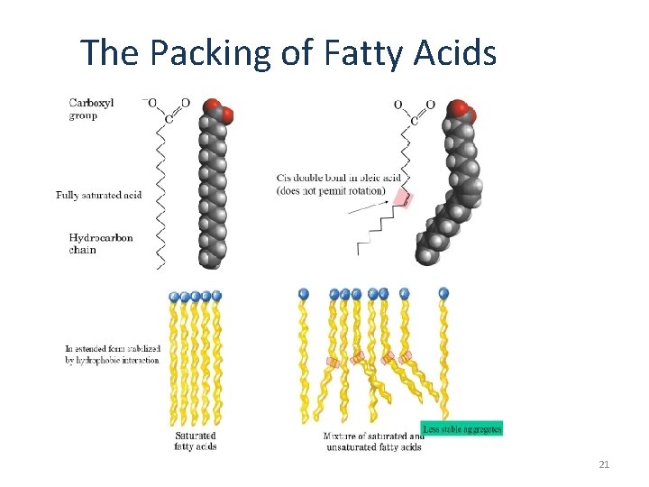 The Packing of Fatty Acids 21 