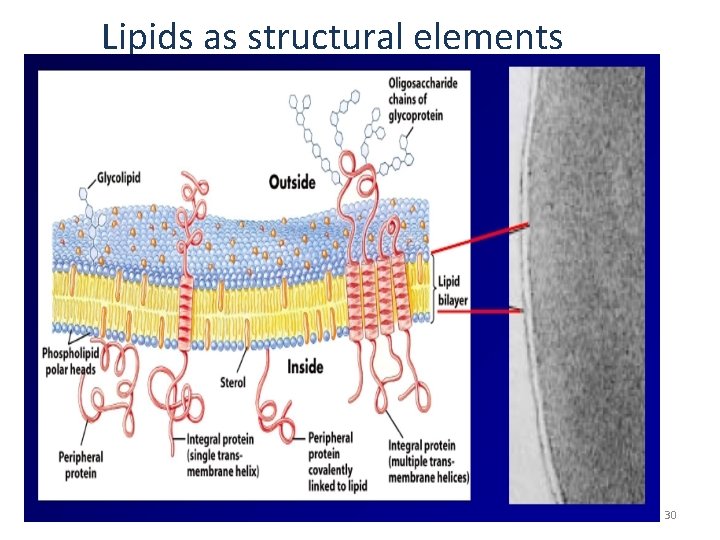 Lipids as structural elements 30 