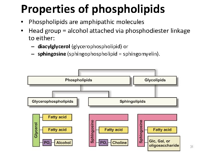 Properties of phospholipids • Phospholipids are amphipathic molecules • Head group = alcohol attached