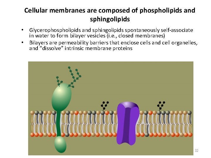 Cellular membranes are composed of phospholipids and sphingolipids • Glycerophospholipids and sphingolipids spontaneously self-associate