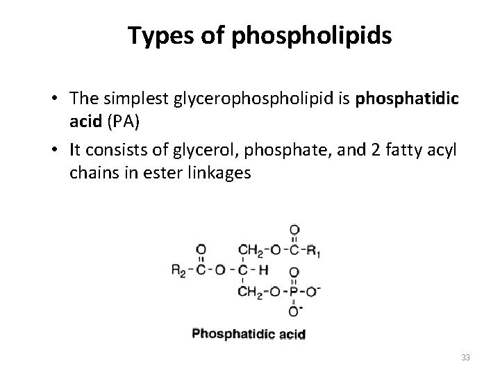 Types of phospholipids • The simplest glycerophospholipid is phosphatidic acid (PA) • It consists