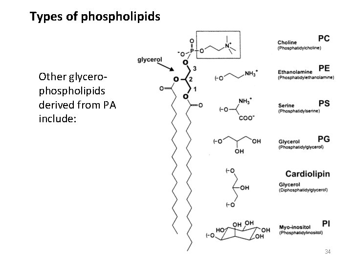 Types of phospholipids Other glycerophospholipids derived from PA include: 34 
