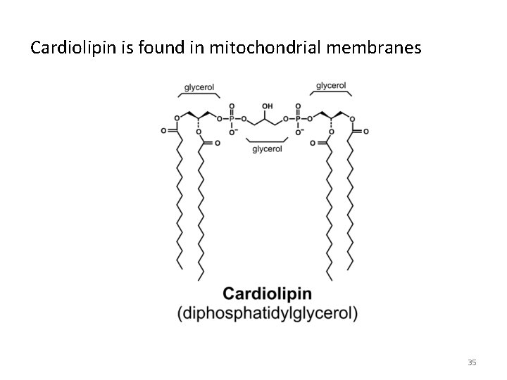 Cardiolipin is found in mitochondrial membranes 35 