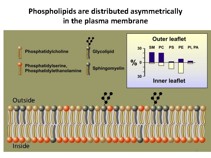Phospholipids are distributed asymmetrically in the plasma membrane Outside Inside 36 