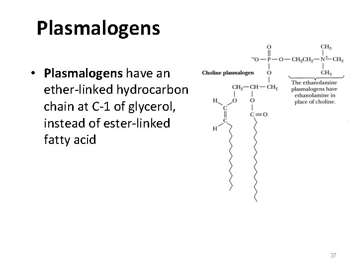 Plasmalogens • Plasmalogens have an ether-linked hydrocarbon chain at C-1 of glycerol, instead of