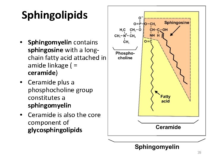 Sphingolipids • Sphingomyelin contains sphingosine with a longchain fatty acid attached in amide linkage
